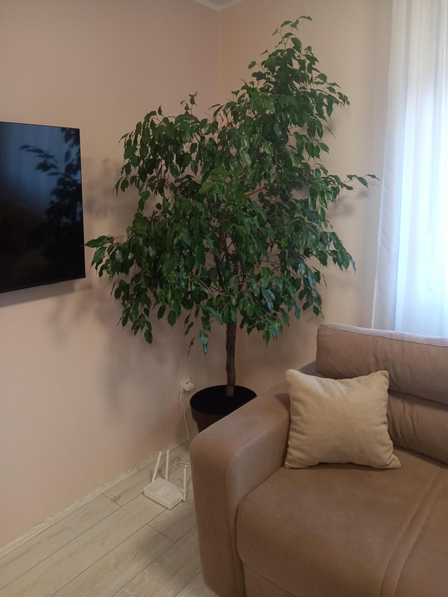 Leda Apartmani Смедерево Экстерьер фото